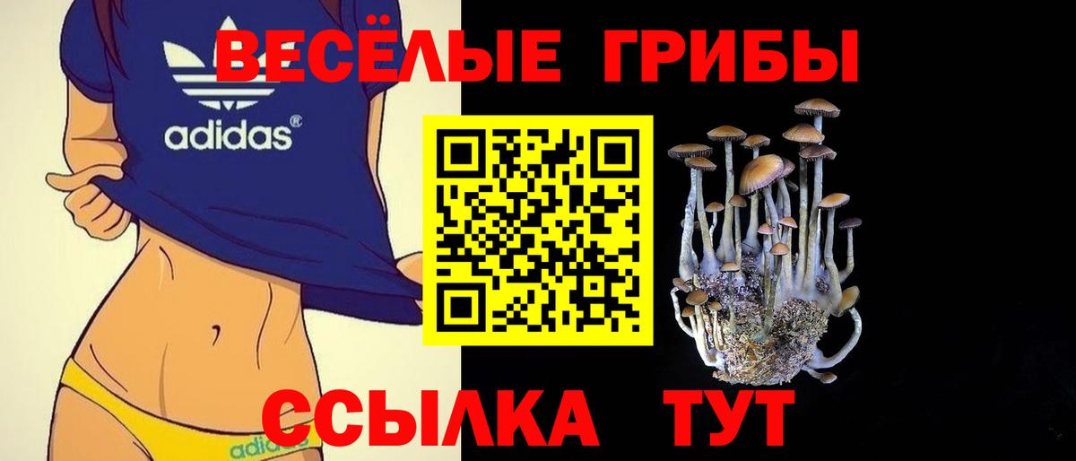 Псилоцибиновые грибы Psilocybe Каменск-Шахтинский